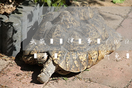 武威縱橫律師事務(wù)所曹律師(武威律師事務(wù)所免費(fèi)咨詢)