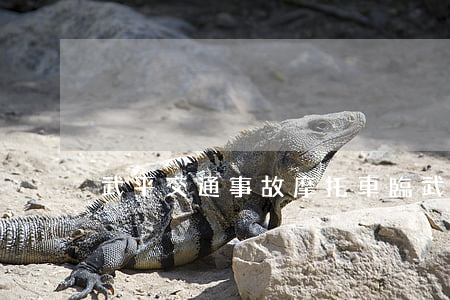 武平交通事故摩托車(臨武摩托車事故)