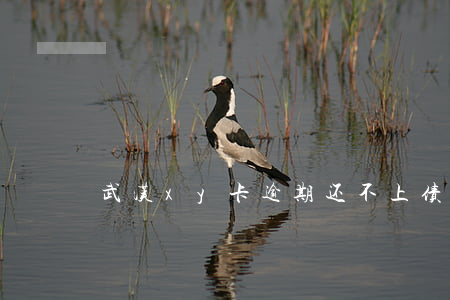 武汉xy卡逾期还不上债务重组-