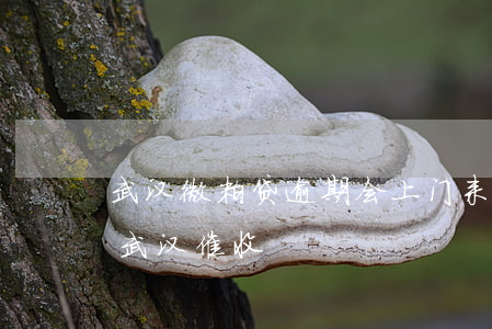 武汉微粒贷逾期会上门来收全款吗-微粒贷武汉催收