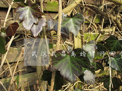 武汉武昌离婚律师哪个好(武汉离婚金牌律师)
