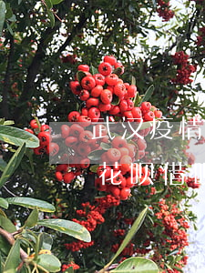 武汉疫情花呗借呗逾期了吗(疫情期间支付宝花呗借呗逾期了怎么办)