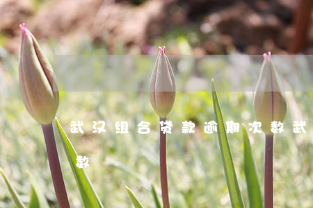 武汉组合贷款逾期次数(武汉组合贷款逾期次数)