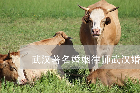 武汉著名婚姻律师(武汉婚姻律师咨询师免费)