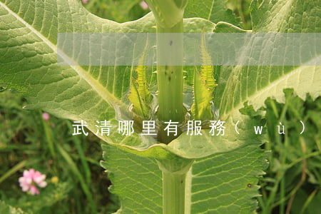 武清哪里有服務(wù)