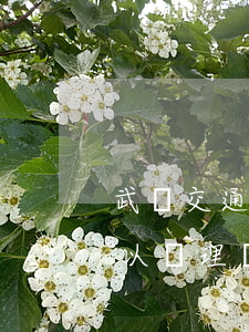 武漢交通違法周六可以處理嗎(周六交管局可以處理違章嗎)