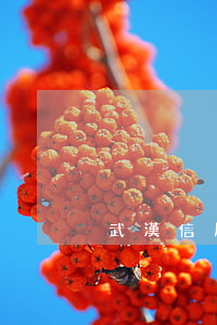 武漢信用卡逾期上升(武漢信用卡逾期上升)