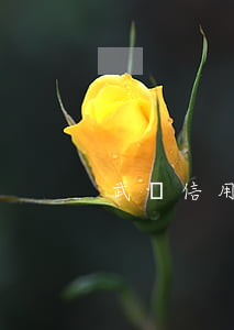 武漢信用卡逾期利率(武漢信用卡逾期利率)