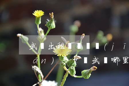 武漢出租車個體經(jīng)營權(quán)多少錢(武漢哪里有汽車出租)