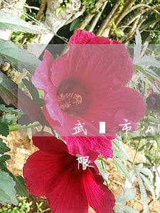 武漢市公積金貸款逾期(武漢市公積金貸款年限)