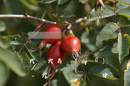 武漢武昌區(qū)債務合同律師委托收費-武漢債務糾紛律師費用