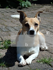 武漢離婚證補(bǔ)辦需要什么材料(補(bǔ)辦離婚證是什么樣子)