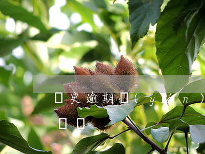 歷史逾期嚴(yán)重可做車貸嗎(有逾期車貸)