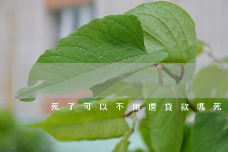 死了可以不用還貸款嗎（死了不用還貸款）