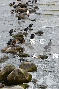 死亡繼承都需要什么手續(xù)(死亡繼承人順序)