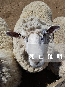 死亡證明怎么開