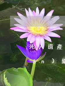 死人遺產(chǎn)怎么繼承(遺產(chǎn)繼承人死亡他的遺產(chǎn)由誰來繼承)