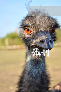 死刑緩期適用于哪些人