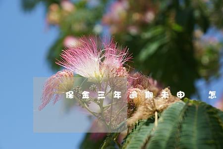 殘保金三年逾期未申報怎么解決-
