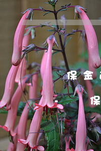 殘保金逾期申報(bào)后還可以修改嗎-殘保金逾期申報(bào)后還可以修改嗎怎么辦