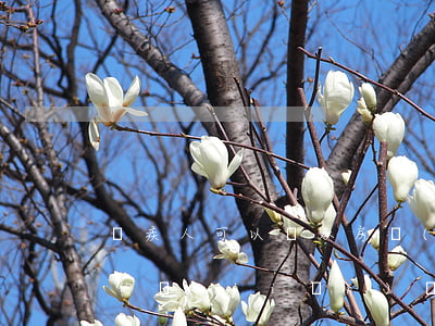殘疾人可以繼承房產(chǎn)嗎(殘疾人的監(jiān)護(hù)人有權(quán)繼承遺產(chǎn)嗎)