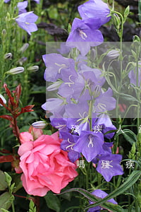 殘疾人繼承房產(chǎn)需要交繼承費嗎(殘疾人在繼承中的規(guī)定)