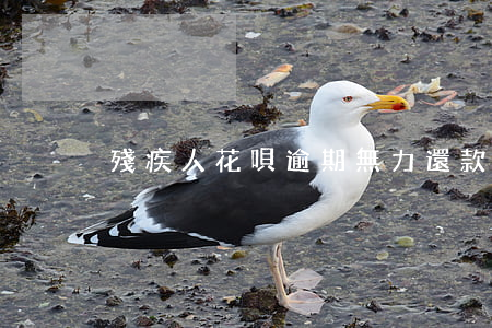 殘疾人花唄逾期無力還款怎么辦-
