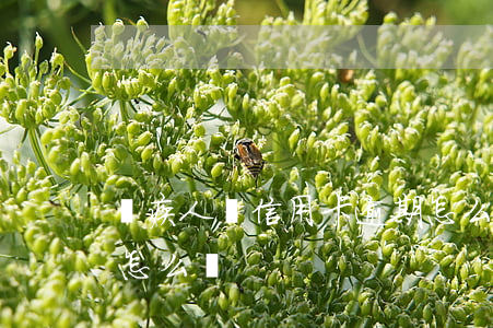 殘疾人辦信用卡逾期怎么處理(殘疾卡過期了怎么辦)