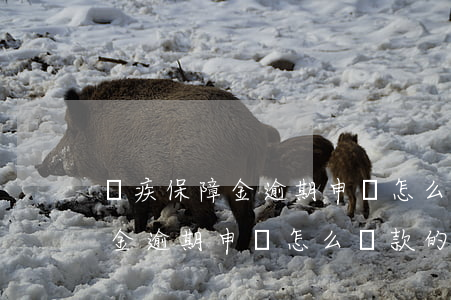 殘疾保障金逾期申報怎么罰款的-殘疾保障金逾期申報怎么罰款的呢
