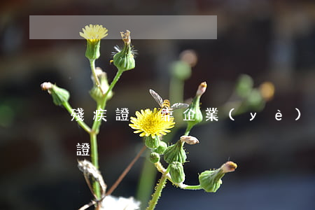 殘疾證掛靠企業(yè)犯法嗎（什么是殘疾證）
