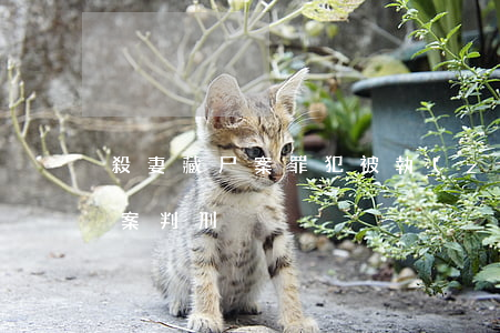殺妻藏尸案罪犯被執(zhí)行死刑(殺妻案判刑)