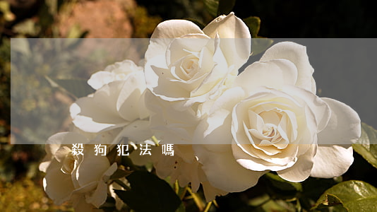 殺狗犯法嗎