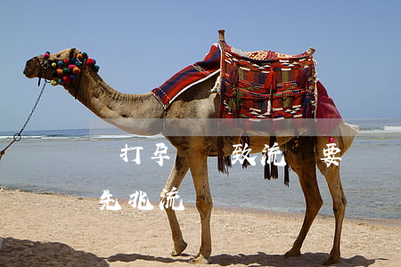 毆打孕婦導致流產要賠償多少錢(毆打孕婦致先兆流產賠償標準)