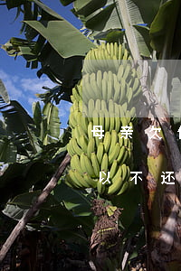 母亲欠信用卡钱(母亲欠信用卡钱赌博子女可以不还么)