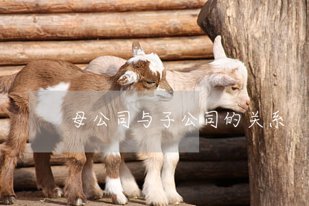 母公司与子公司的关系