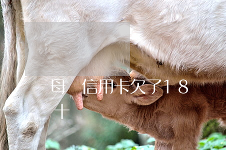 母親信用卡欠了18萬 媽媽的信用卡逾期了十幾萬
