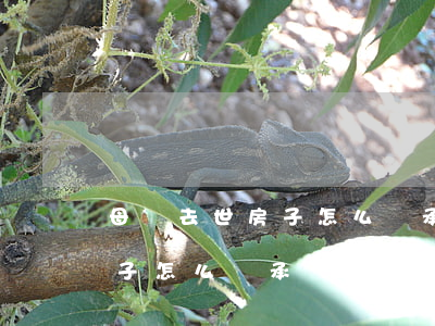 母親去世房子怎么繼承(母親去世,父親還在,房子怎么繼承)