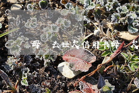 母親去世欠信用卡(母親欠信用卡子女要還嗎)