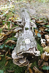 母親欠信用卡6萬不還(母親去世信用卡欠5萬怎么辦)