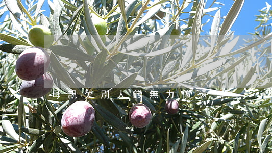 母親欠別人錢無力償還