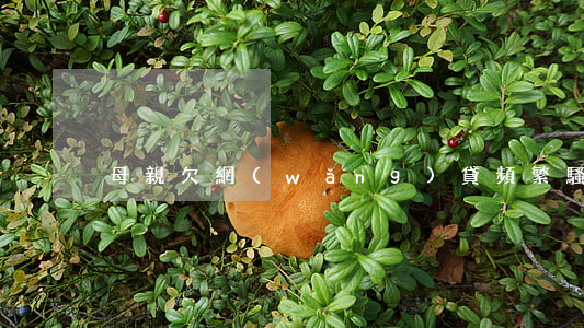 母親欠網(wǎng)貸 頻繁騷擾兒子