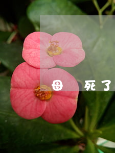 母親死了兒子怎么繼承