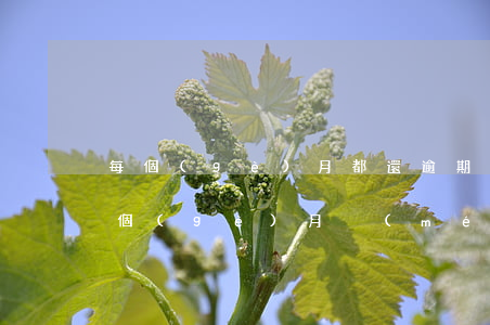 每個(gè)月都還逾期的花唄(花唄逾期5個(gè)月沒(méi)還會(huì)有什么嚴(yán)重后果)