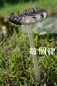 每個律師都可以嗎(律師到底有沒有用)