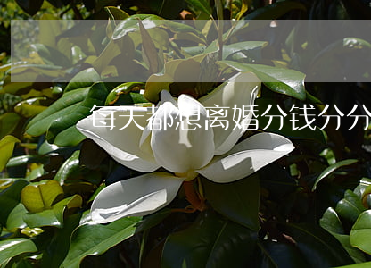 每天都想离婚分钱(分分钟想离婚)