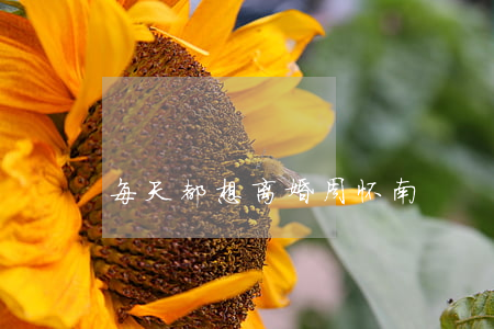 每天都想离婚周怀南