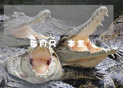 每月只還本金嗎