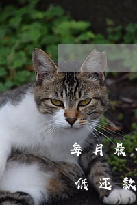每月最低还款可以申请停息挂账吗-每月最低还款可以申请停息挂账吗知乎