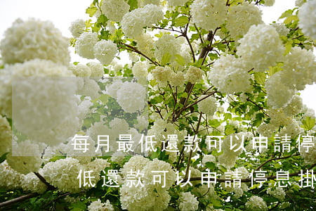 每月最低還款可以申請停息掛賬嗎-每月最低還款可以申請停息掛賬嗎知乎