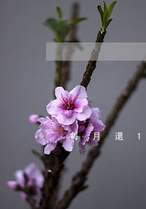 每月還1500花唄應欠多少錢-